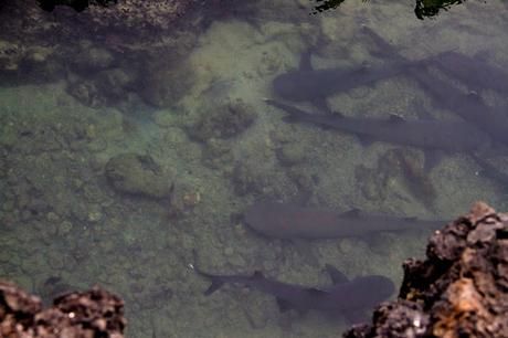 Isabela, tintoreras, túneles y tantas cosas