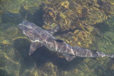 Isabela, tintoreras, túneles y tantas cosas