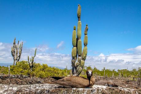 Isabela, tintoreras, túneles y tantas cosas