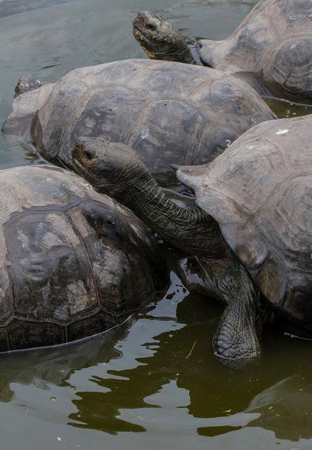 Isabela, tintoreras, túneles y tantas cosas