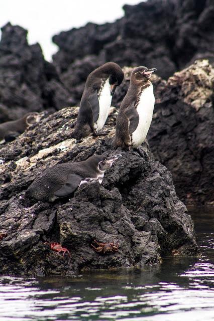 Isabela, tintoreras, túneles y tantas cosas