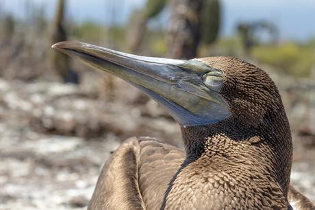 Isabela, tintoreras, túneles y tantas cosas