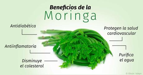 Beneficios de la moringa oleifera