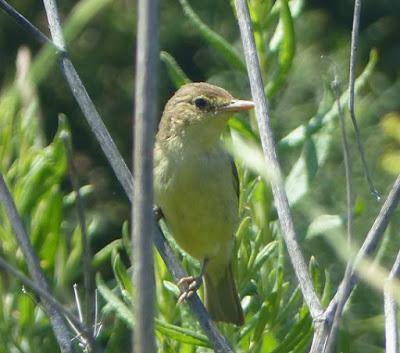 Más jóvenes: zarceros