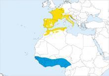 Más jóvenes: zarceros