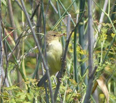 Más jóvenes: zarceros