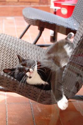 La siesta del gato