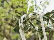 Tips para utilizar olivo boda