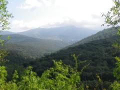 Los bosques de la Sierra Norte de Guadalajara