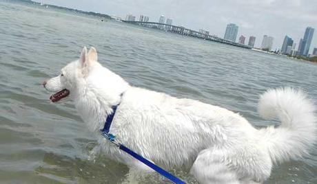 Miami prohibe la venta de perros y gatos de las “Fábricas de Cachorros”