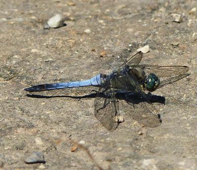 Parecidos pero diferentes