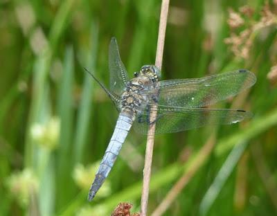 Parecidos pero diferentes