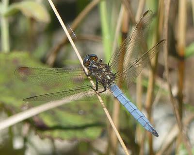 Parecidos pero diferentes