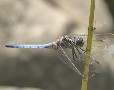 Parecidos pero diferentes