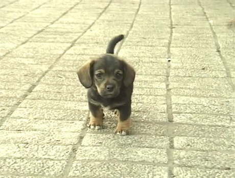 Y las vacas vuelan - 2004 Y las vacas vuelan - 2004