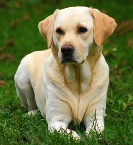 Resultado de imagen de perro labrador blanco