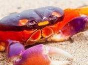 Chitosán, remedio natural para adelgazar