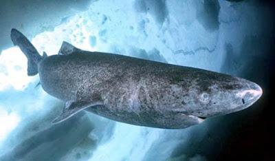 El tiburón de Groenlandia