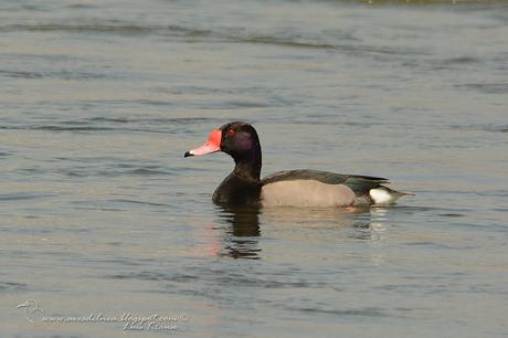 Pato Picazo (Rosy-billed Pochard)  Netta peposaca (Vieillot, 1816)