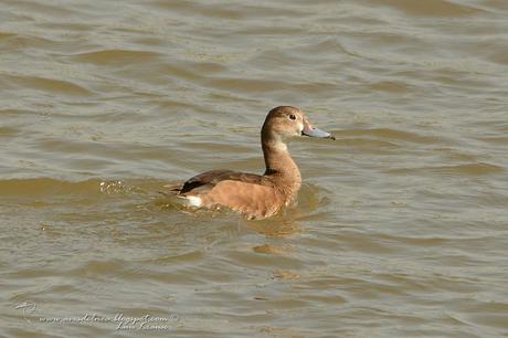 Pato Picazo (Rosy-billed Pochard)  Netta peposaca (Vieillot, 1816)