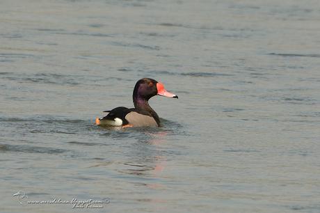 Pato Picazo (Rosy-billed Pochard)  Netta peposaca (Vieillot, 1816)