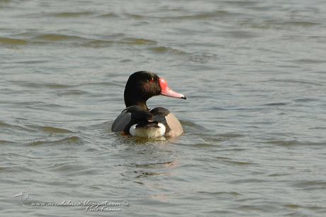 Pato Picazo (Rosy-billed Pochard)  Netta peposaca (Vieillot, 1816)