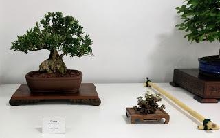 Festa Major a Oliana