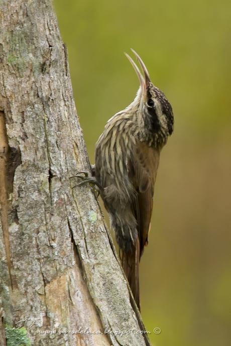 Chinchero chico (Narrow-billed Woodcreeper) Lepidocolaptes angustirostris