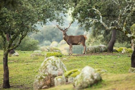 Ciervo De Laura Albiac Vilas De Barbera Del Valles Barcelona