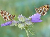 Estas imágenes finalistas edición concurso internacional fotografía MontPhoto