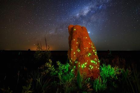 Bioluminescence De Marcio Cabral De Brasilia Brasil