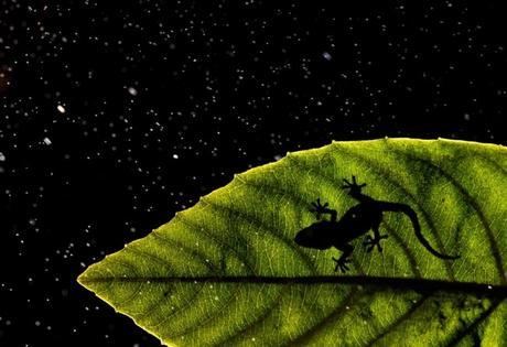 Contraluz De Salamanquesa De Marc Casas De Caldes De Malavella La Selva