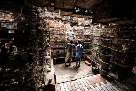 A La Busqueda De Mascota De Joan De La Malla De Barcelona España