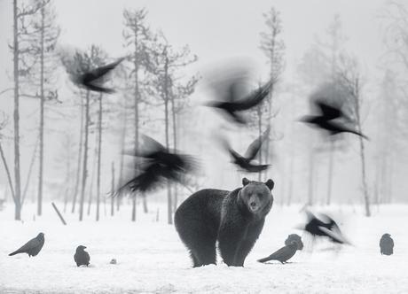 Brown Bear And Ravens De Jari Peltomaki De Oulu Pohjois Pohjanmaa