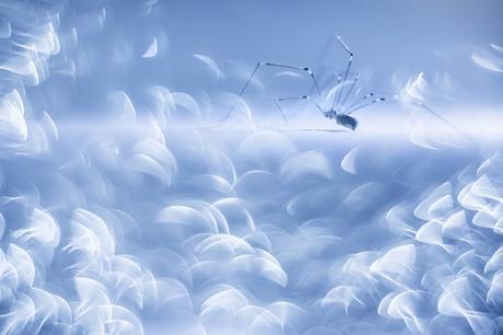 Spider In Blue De Jose Pesquero Gomez De Pozuelo De Alarcon Madrid