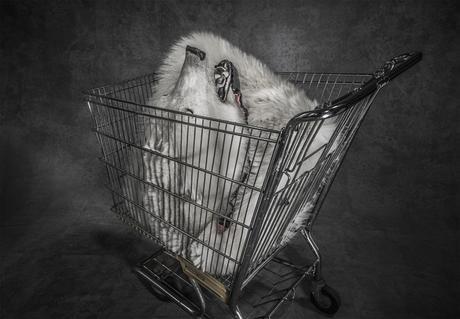 Polar Shopping Trolley De Britta Jaschinski De London London