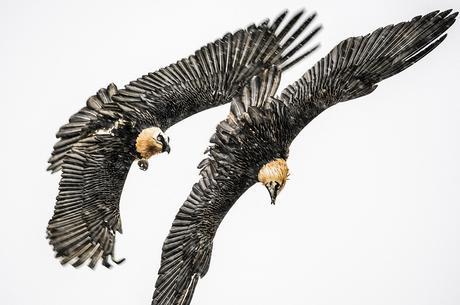 Persecucion Alpina De Jose Pesquero Gomez De Pozuelo De Alarcon Madrid