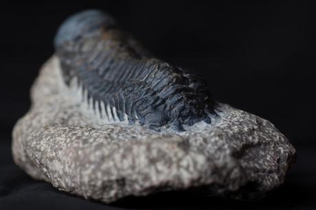 Profoto D2 Iso100 F 7 11 200 S