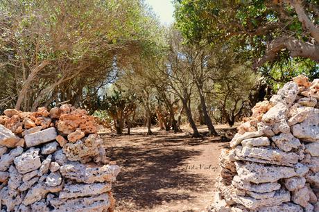 ANTES Y DESPUÉS; CÓMO ACONDICIONAR UN BOSQUE