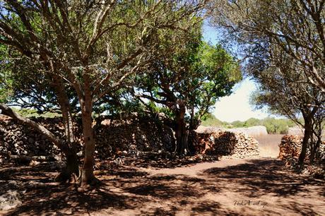 ANTES Y DESPUÉS; CÓMO ACONDICIONAR UN BOSQUE