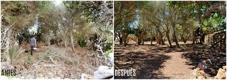 ANTES Y DESPUÉS; CÓMO ACONDICIONAR UN BOSQUE