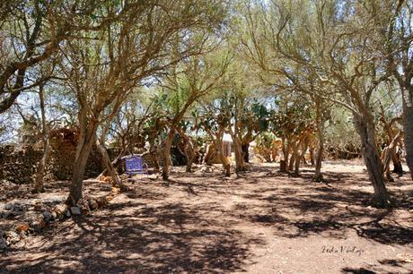 ANTES Y DESPUÉS; CÓMO ACONDICIONAR UN BOSQUE ANTES Y DESPUÉS; CÓMO ACONDICIONAR UN BOSQUE