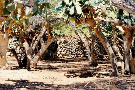 ANTES Y DESPUÉS; CÓMO ACONDICIONAR UN BOSQUE