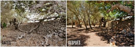 ANTES Y DESPUÉS; CÓMO ACONDICIONAR UN BOSQUE