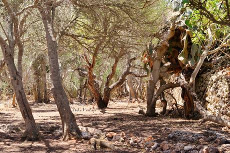 ANTES Y DESPUÉS; CÓMO ACONDICIONAR UN BOSQUE