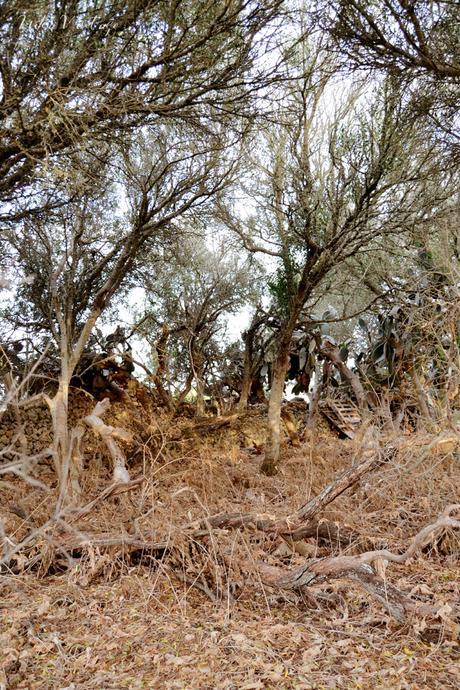 ANTES Y DESPUÉS; CÓMO ACONDICIONAR UN BOSQUE