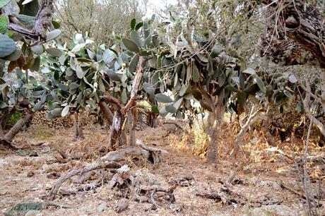 ANTES Y DESPUÉS; CÓMO ACONDICIONAR UN BOSQUE