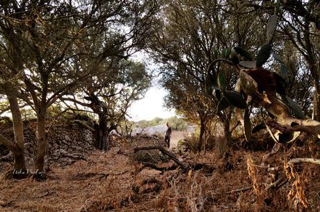 ANTES Y DESPUÉS; CÓMO ACONDICIONAR UN BOSQUE