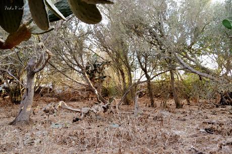 ANTES Y DESPUÉS; CÓMO ACONDICIONAR UN BOSQUE