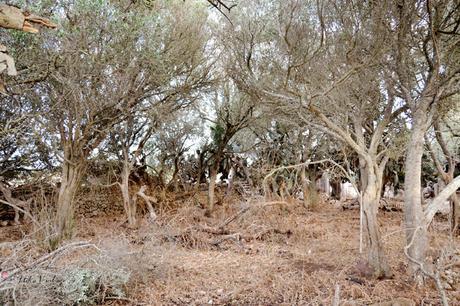 ANTES Y DESPUÉS; CÓMO ACONDICIONAR UN BOSQUE